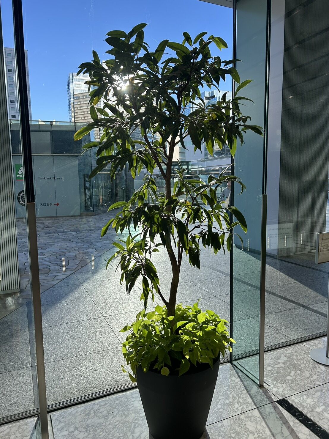 店舗リース　ツピタンサス