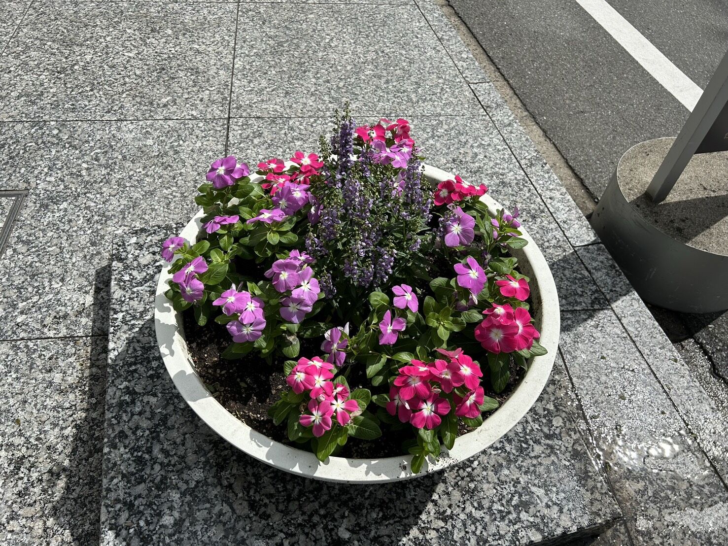 沿道　植え込み