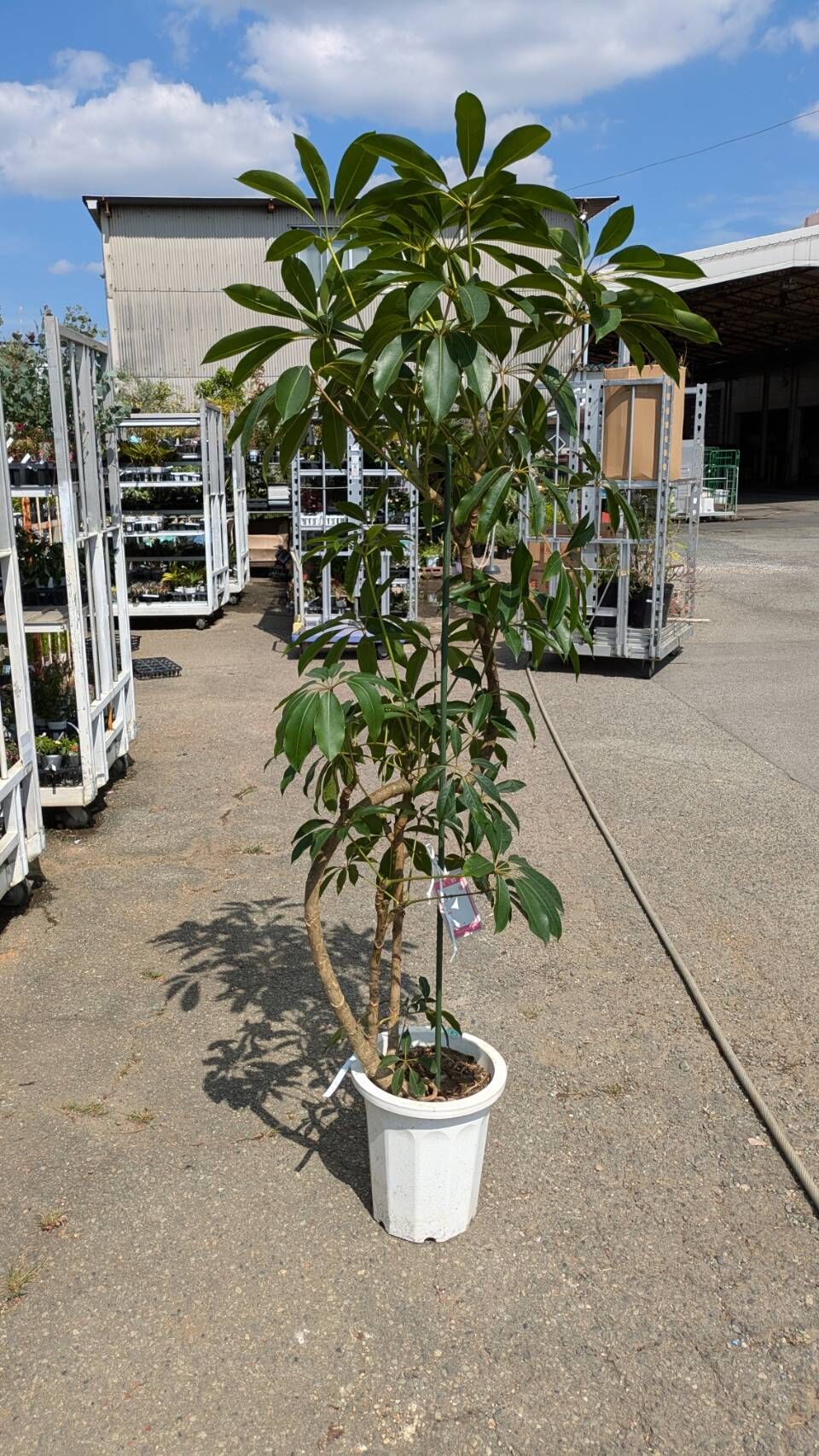 観葉植物リース