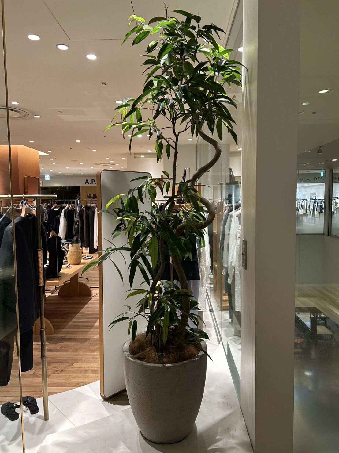 商業施設　観葉植物リース