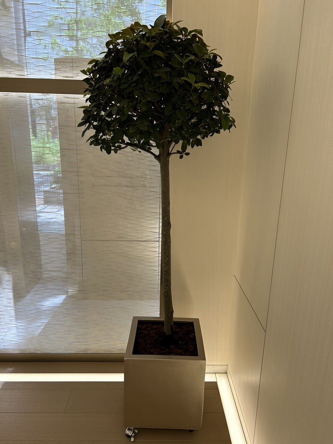 社内スペース　観葉植物リース