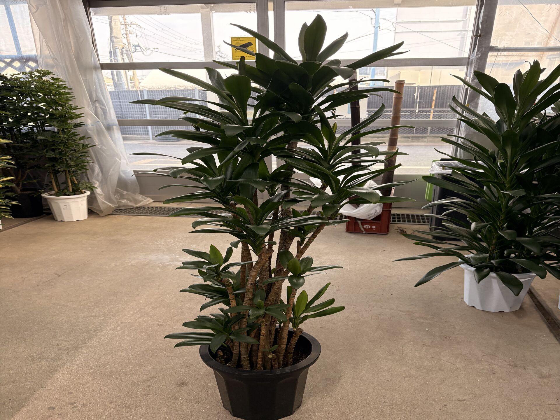 観葉植物リース