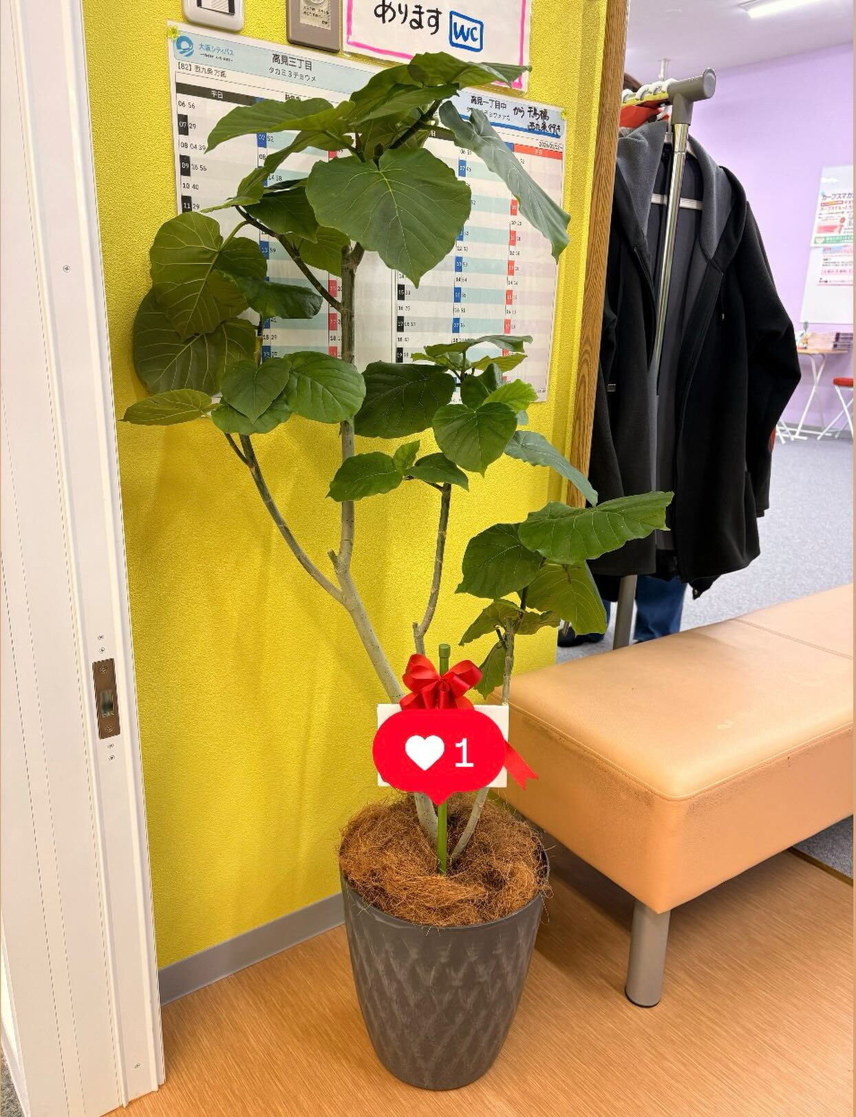 開店祝いの観葉植物を納品させていただきました🌿