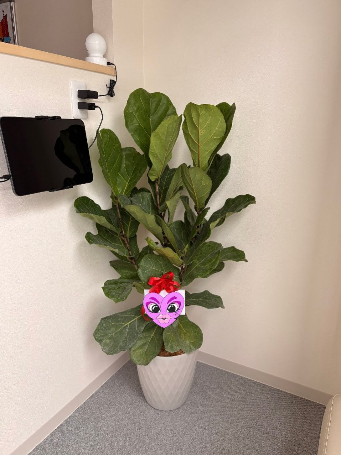 この度、移転のお祝いとして観葉植物を納品させていただきました