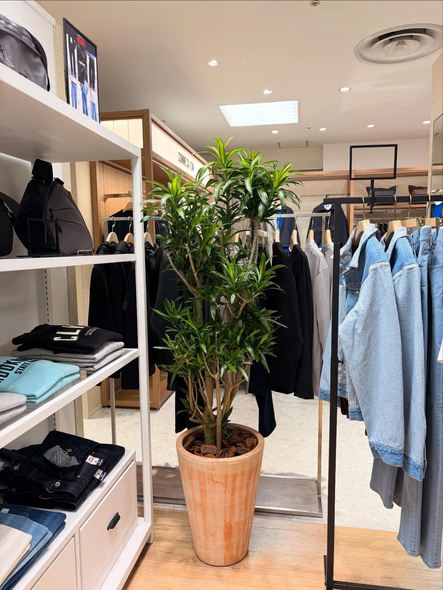 先日、店舗様へ観葉植物を納品させていただきました