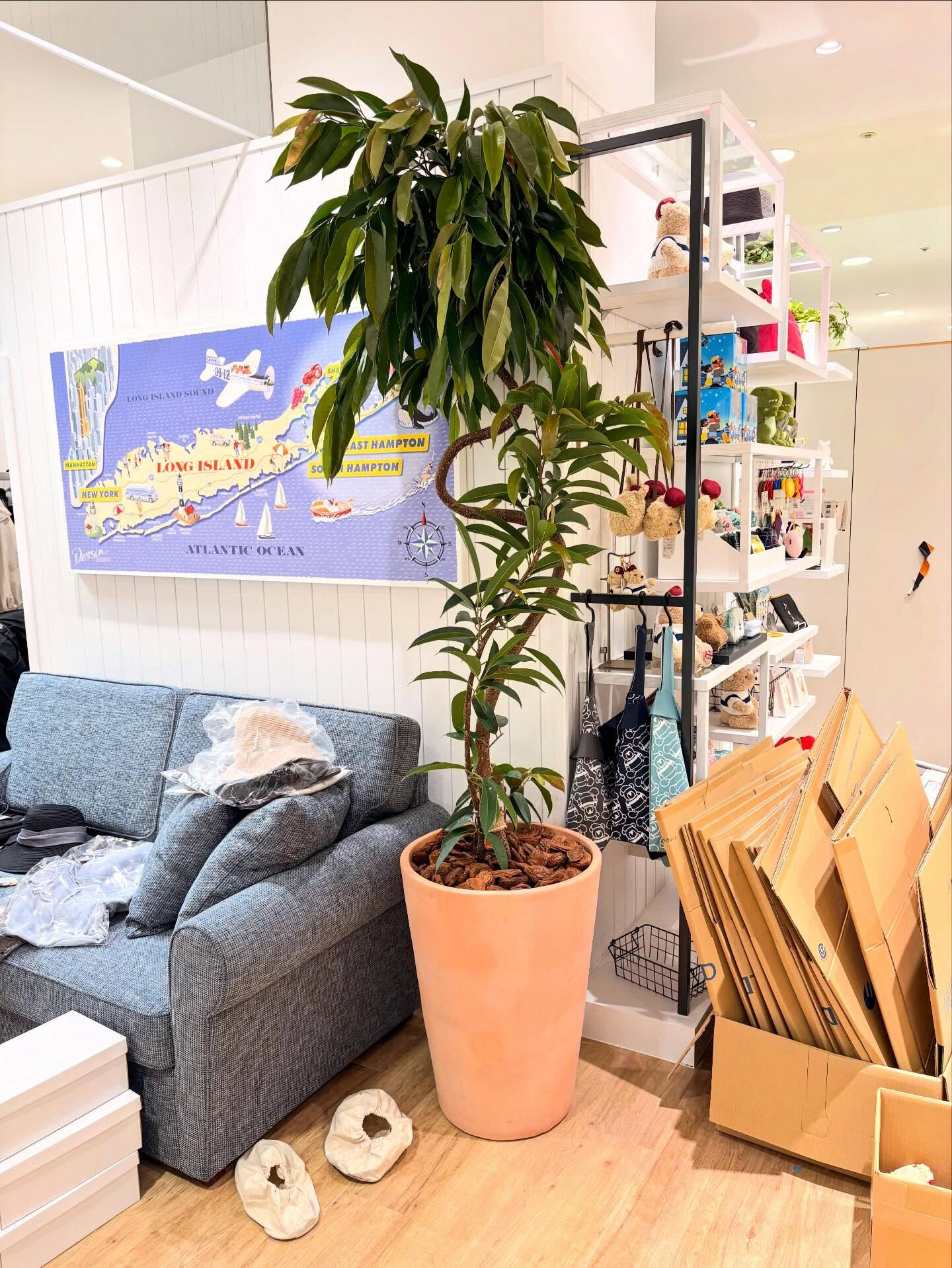 先日、店舗様へ観葉植物を納品させていただきました