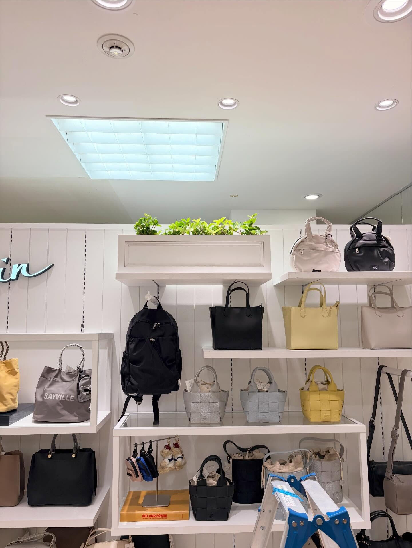 先日、店舗様へ観葉植物を納品させていただきました