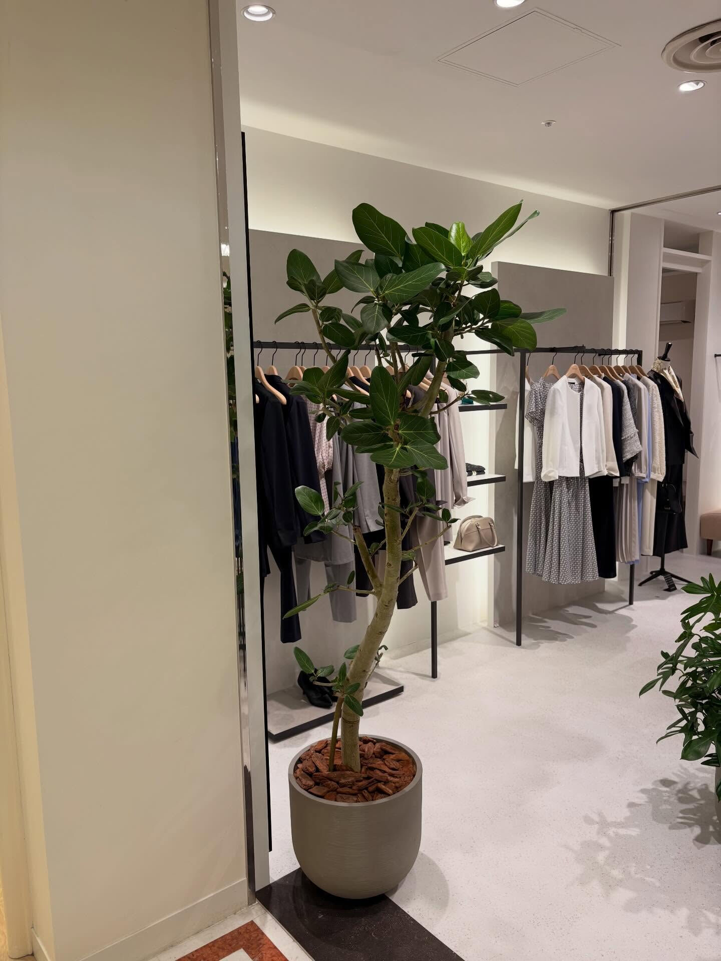 植木の納品をさせていただきました