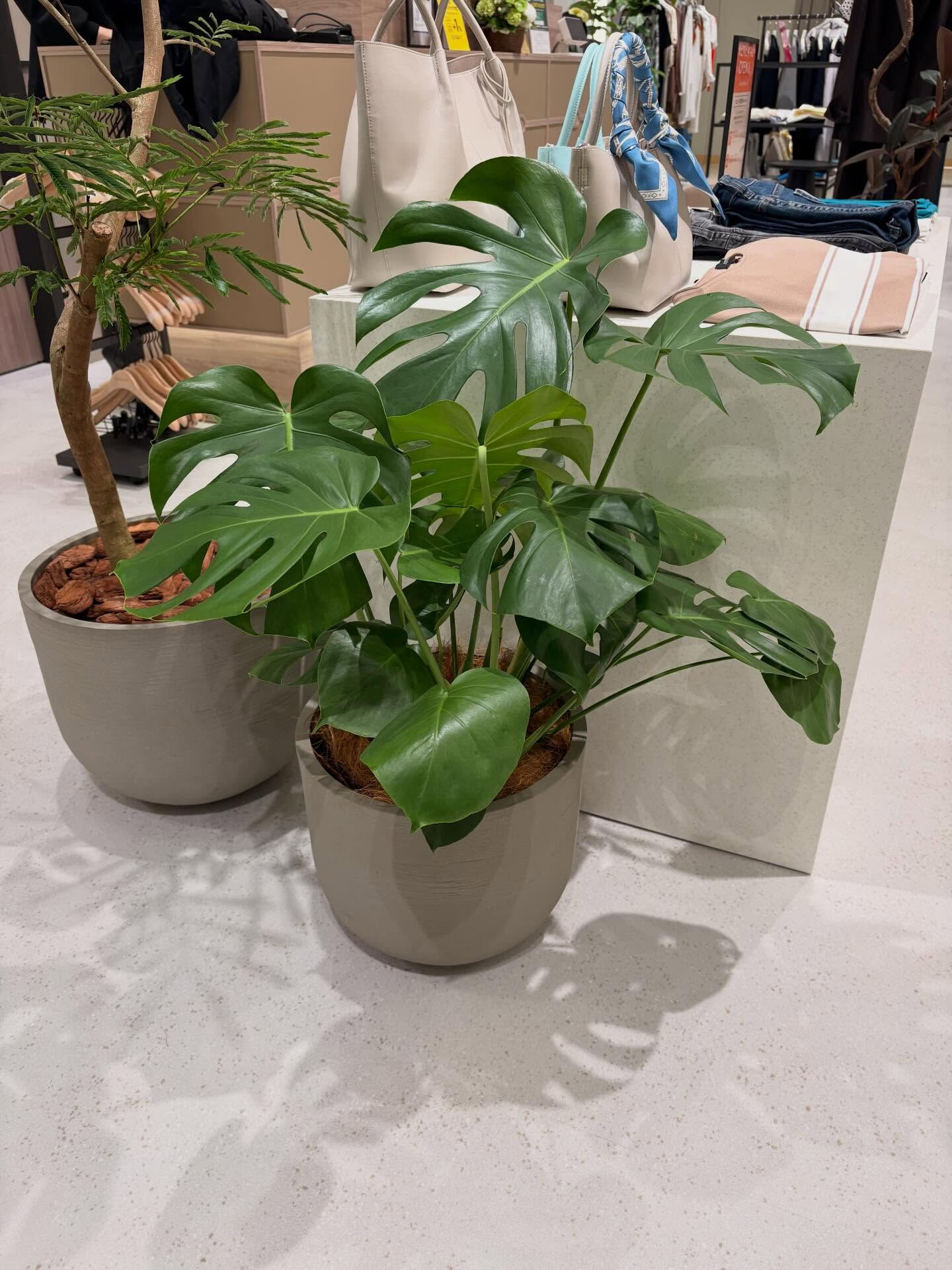 植木の納品をさせていただきました