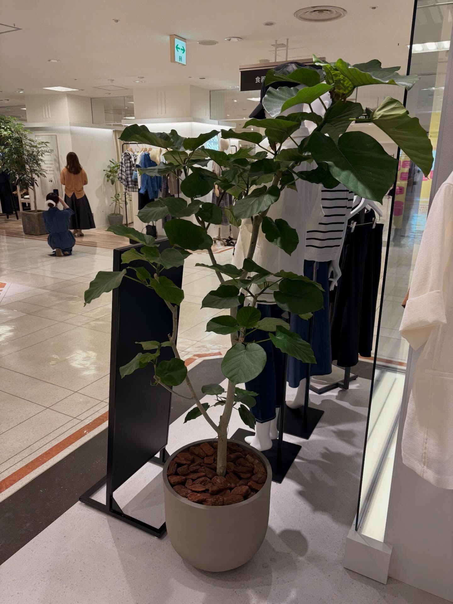 植木の納品をさせていただきました